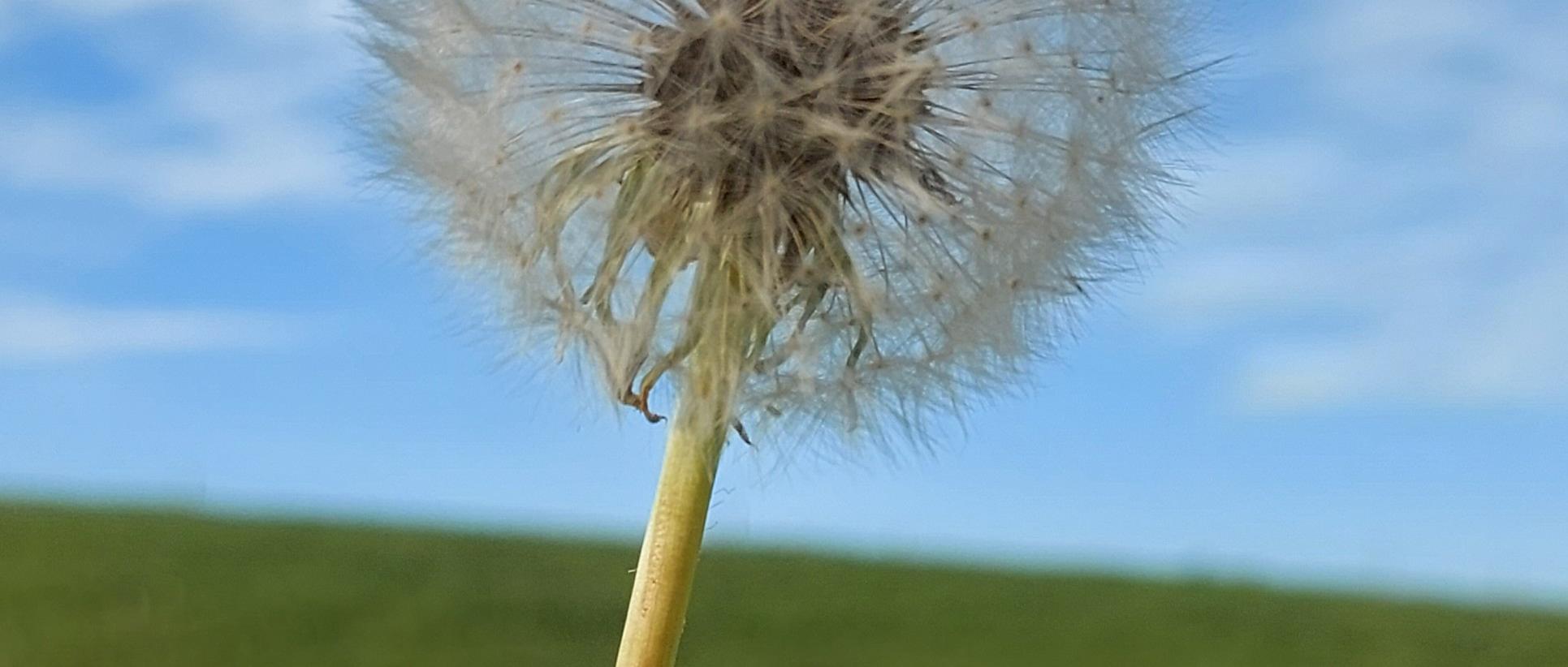 Pusteblume